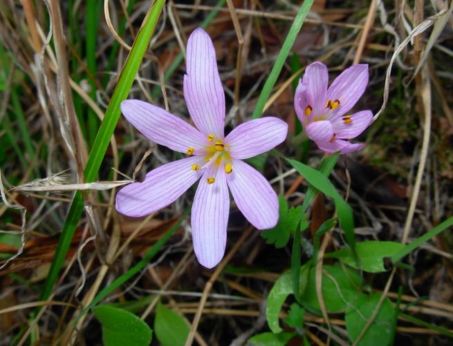 Colchicum cupanii